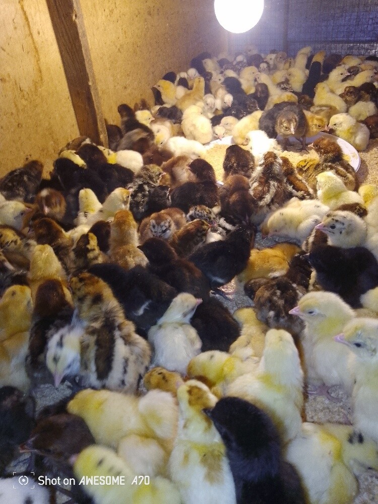 chicken - 1