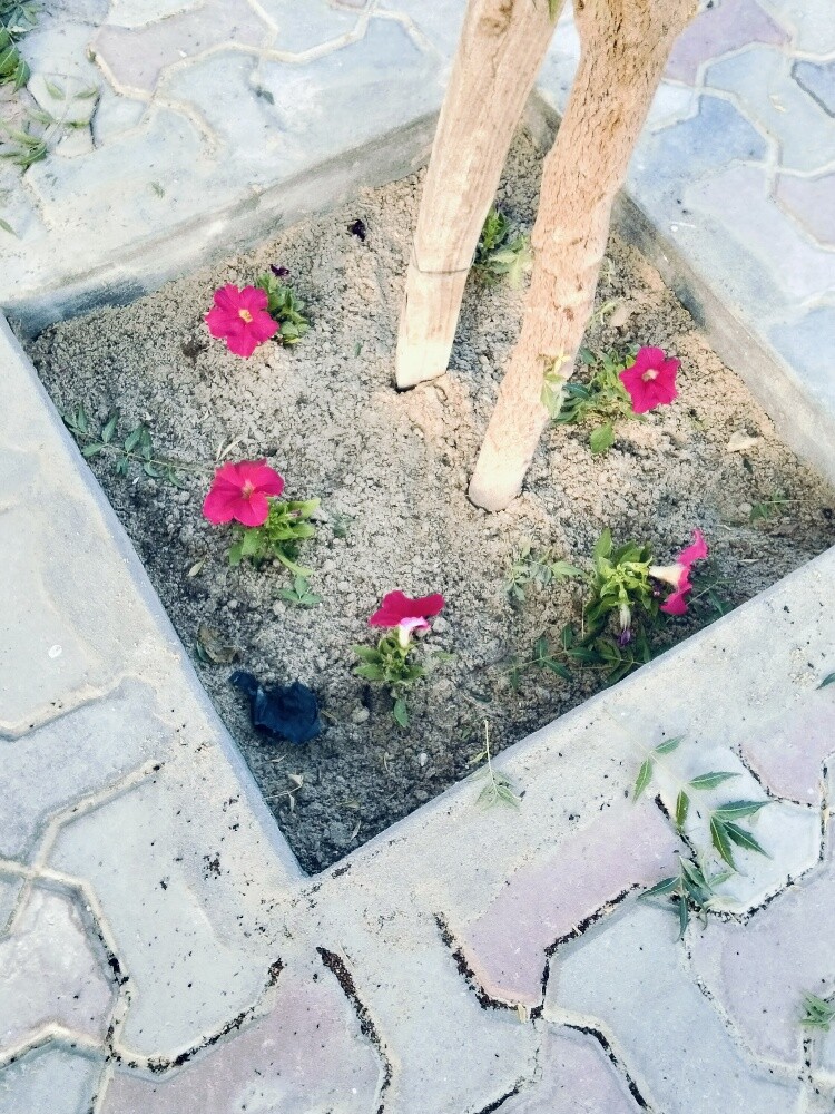 حدائق زراعيه - 3