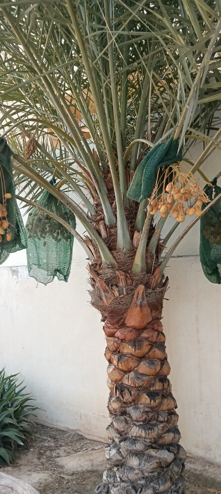حدائق زراعيه - 9