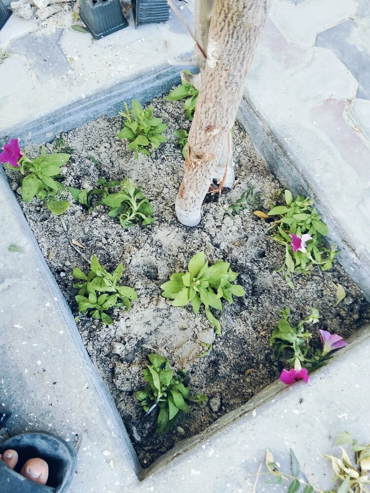 حدائق زراعيه - 2