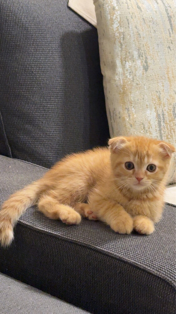 kitten  - 4