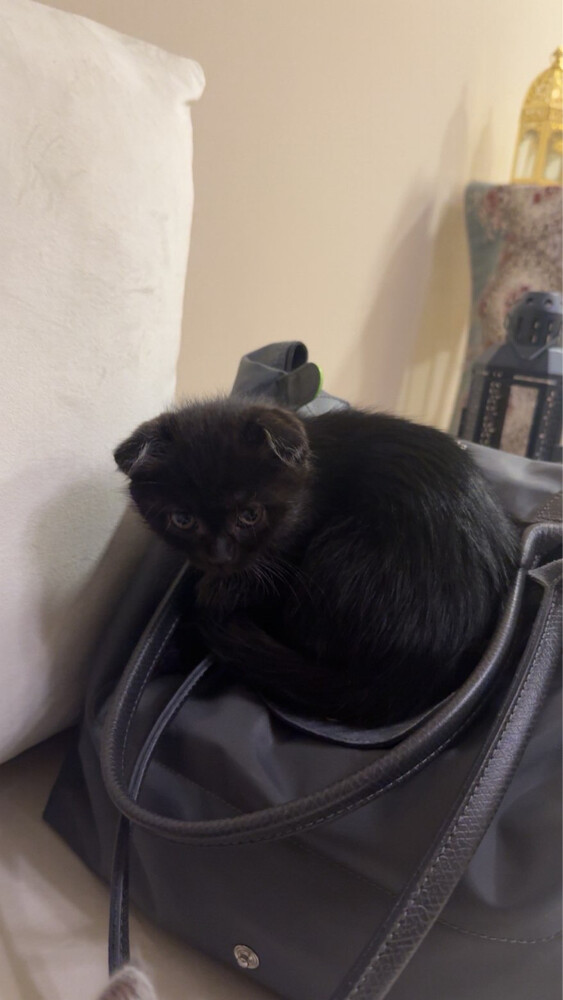 kitten  - 5
