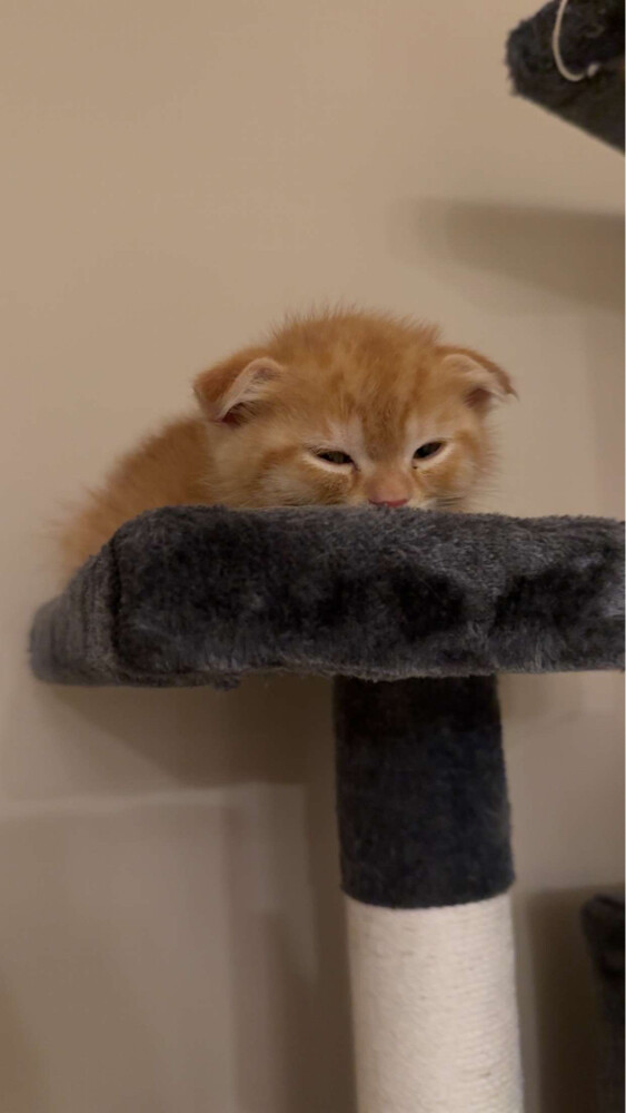 kitten  - 2