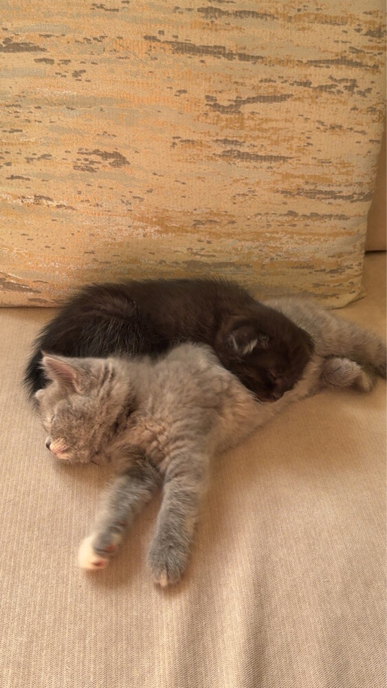 kitten  - 8