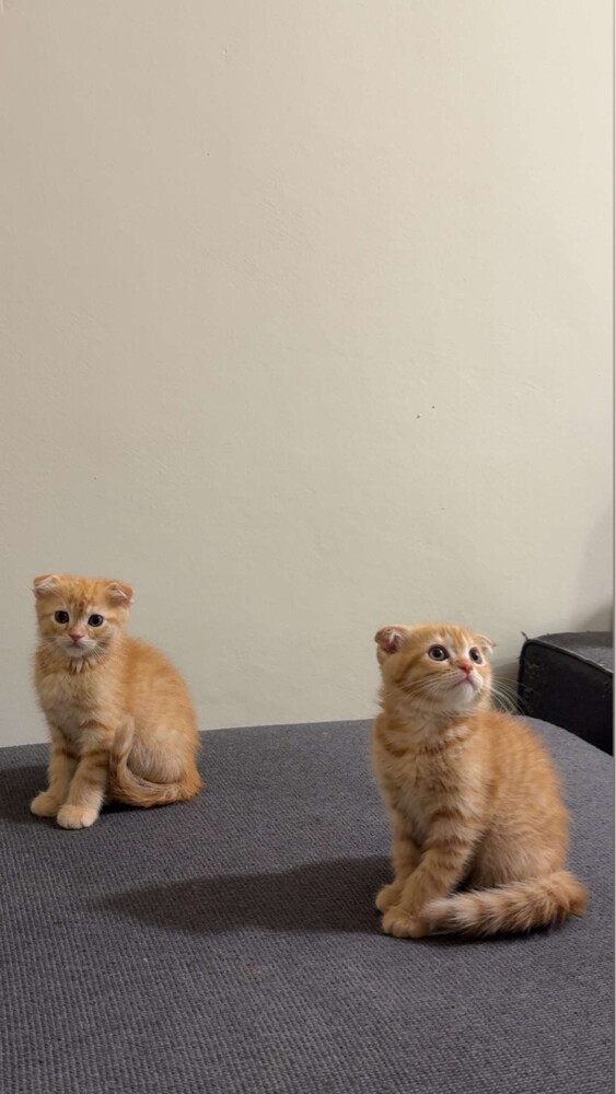 kitten  - 3