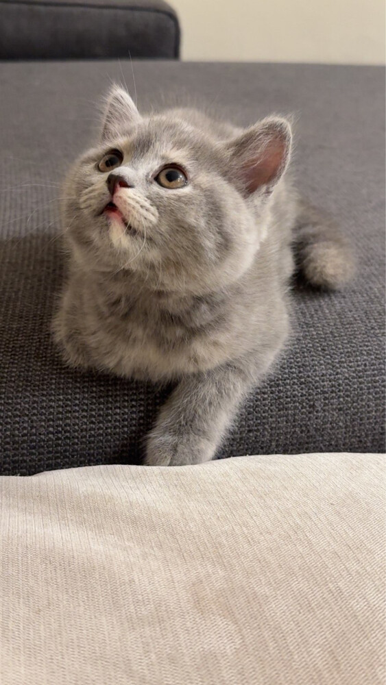 kitten  - 7