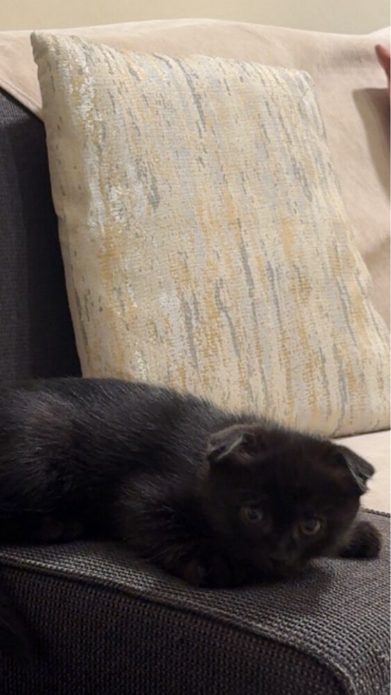kitten  - 6
