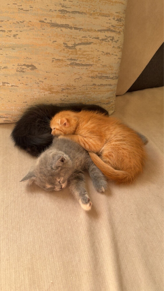 kitten  - 1