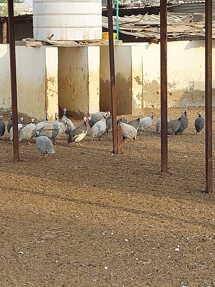 رقطة للبيع - 2