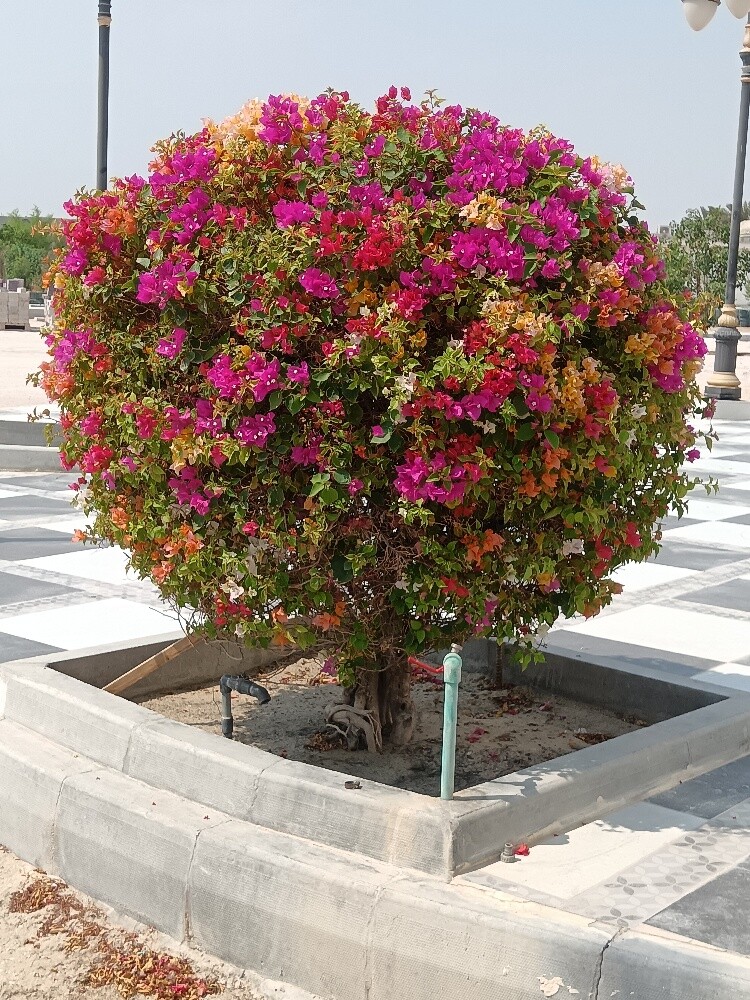 تنسيق وتجميل الحدائق (30514013) - 3
