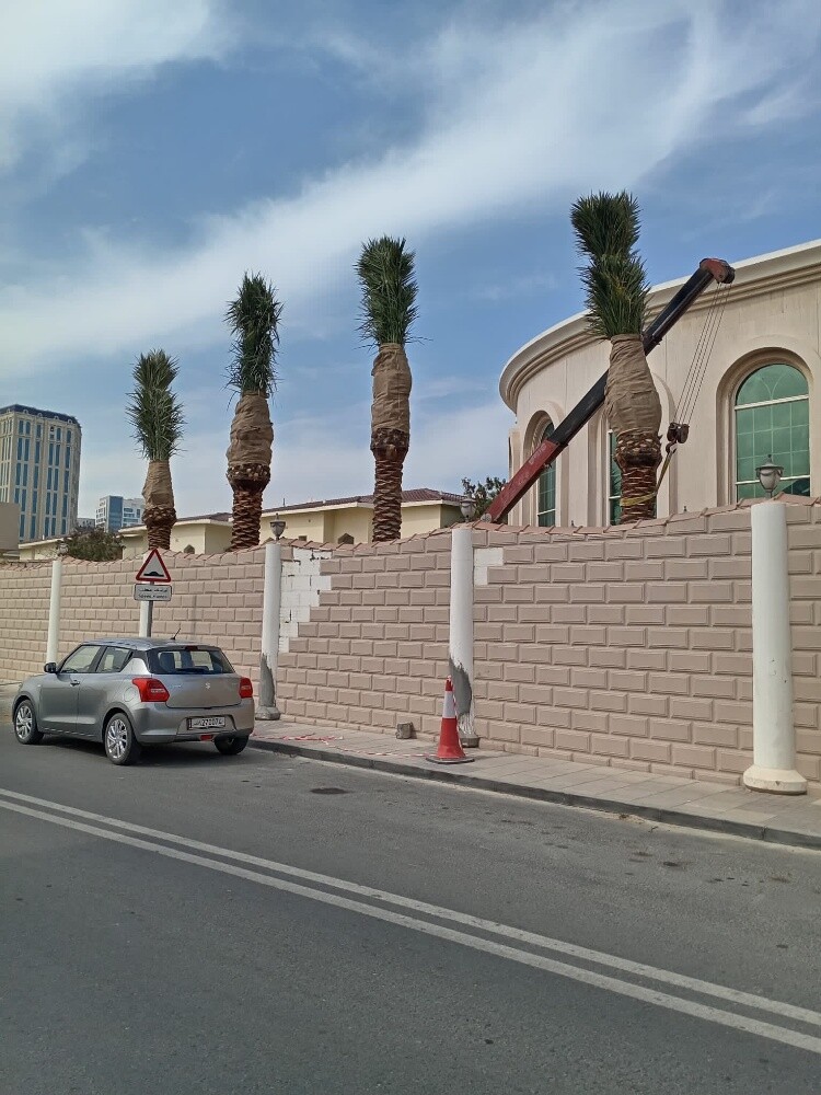 نخل للبيع زينه وشنتني ومثمر - 8