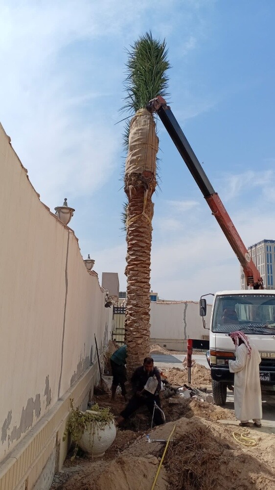 نخل للبيع زينه وشنتني ومثمر - 9