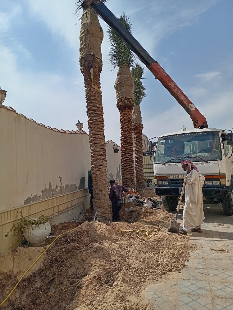 نخل للبيع زينه وشنتني ومثمر - 5