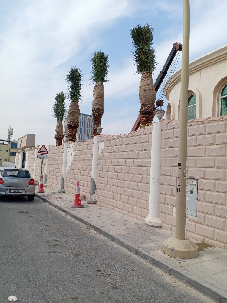 نخل للبيع زينه وشنتني ومثمر - 11