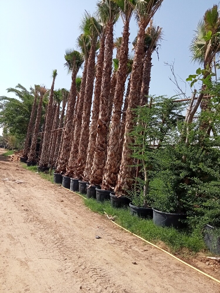 زراعة النخيل والعشب - 7