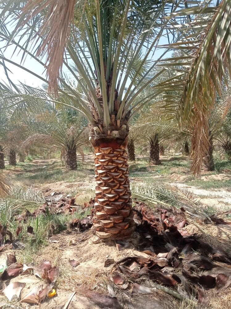 زراعة النخيل والعشب - 3