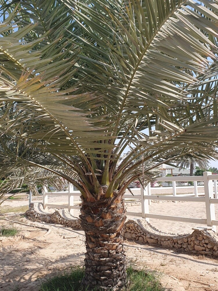 تنسيق الحدائق - 5