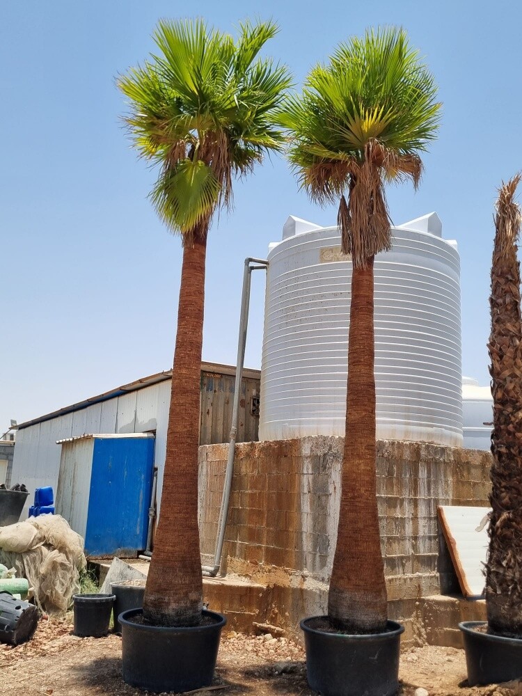 تقطيع اشجار ونخل وعشب وتنسيق - 1