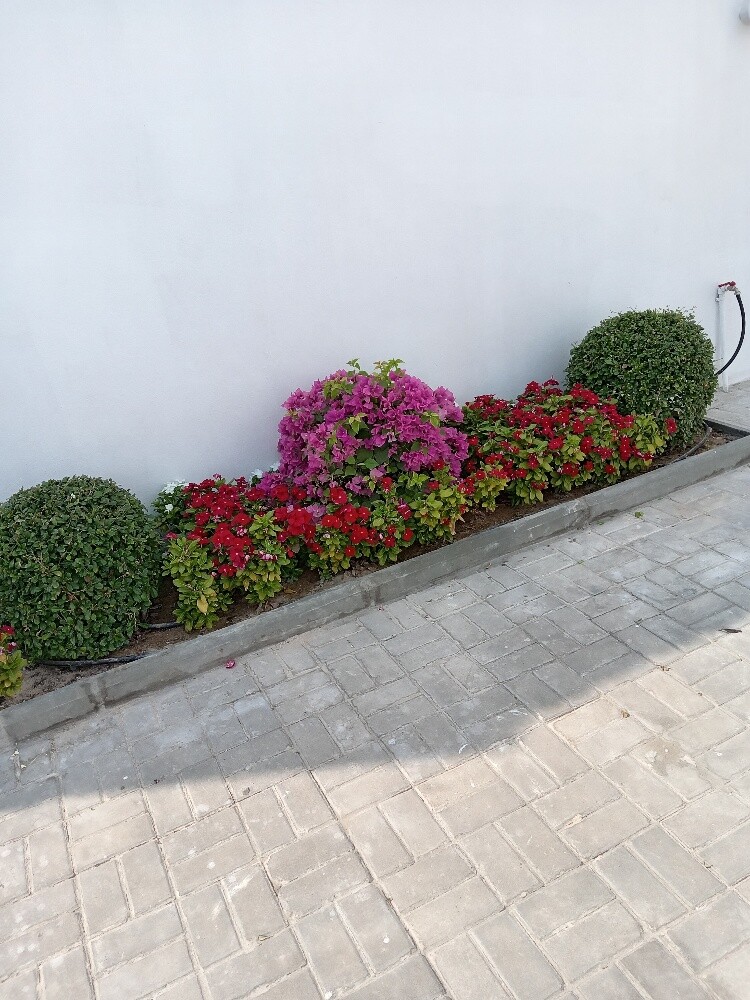 زراعه وديكور - 3