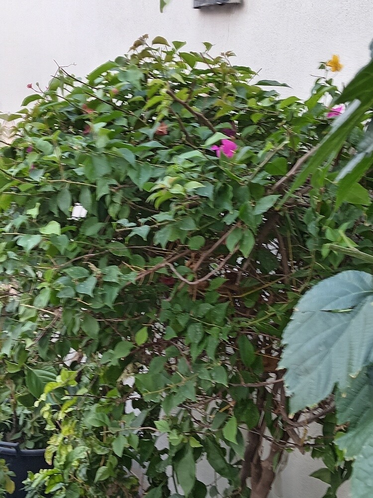 منسق حدايق - 2