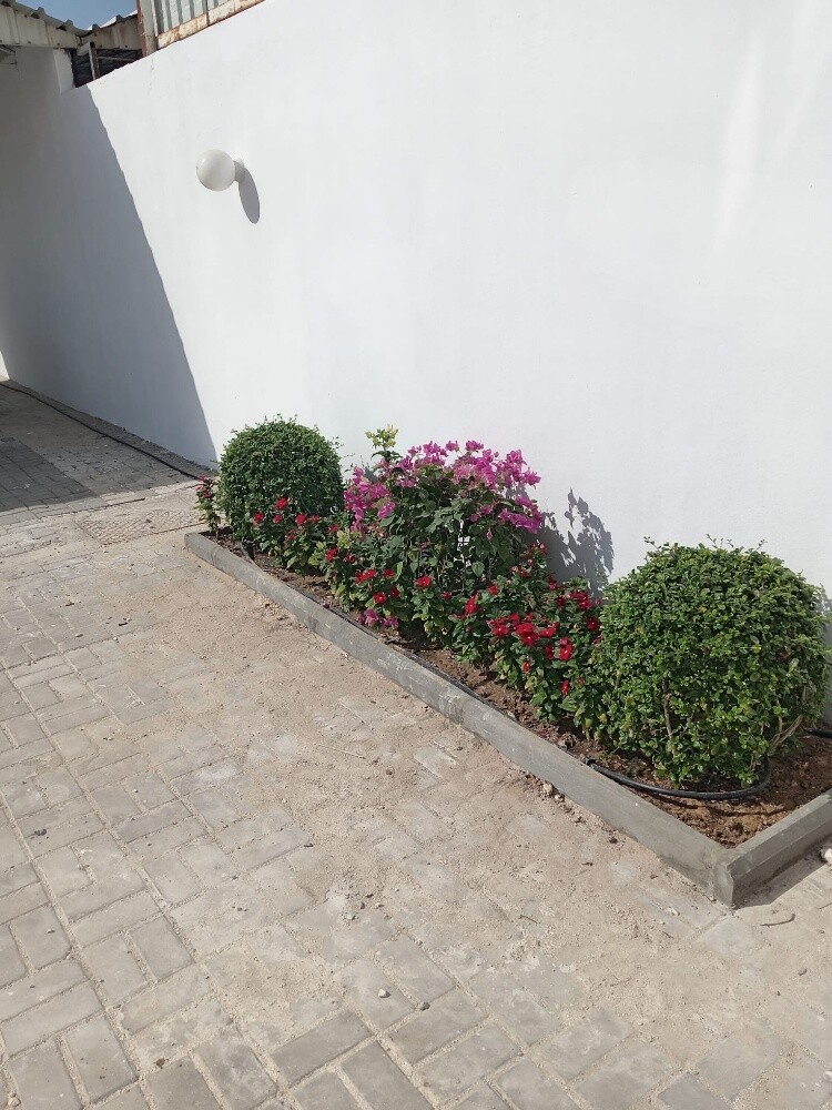 اشجار الزيته - 1