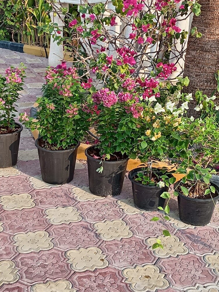 اشجار الزيته - 2