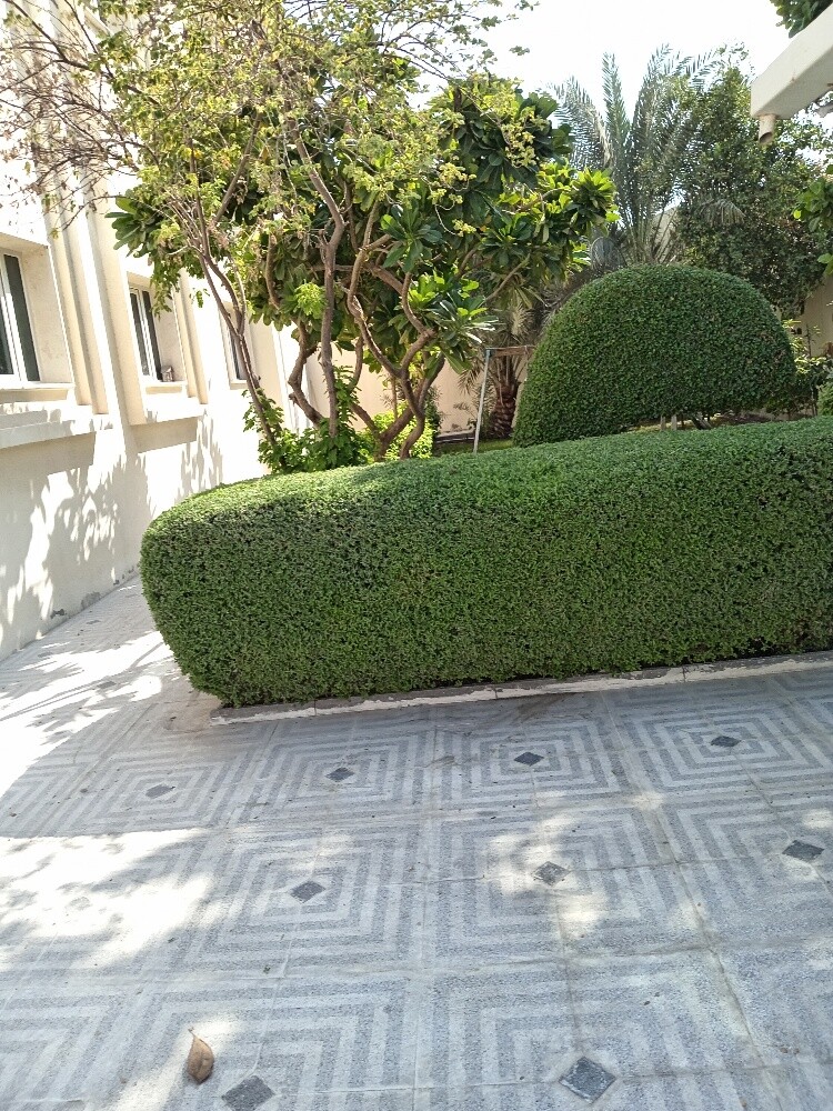 زراعه وديكور - 2
