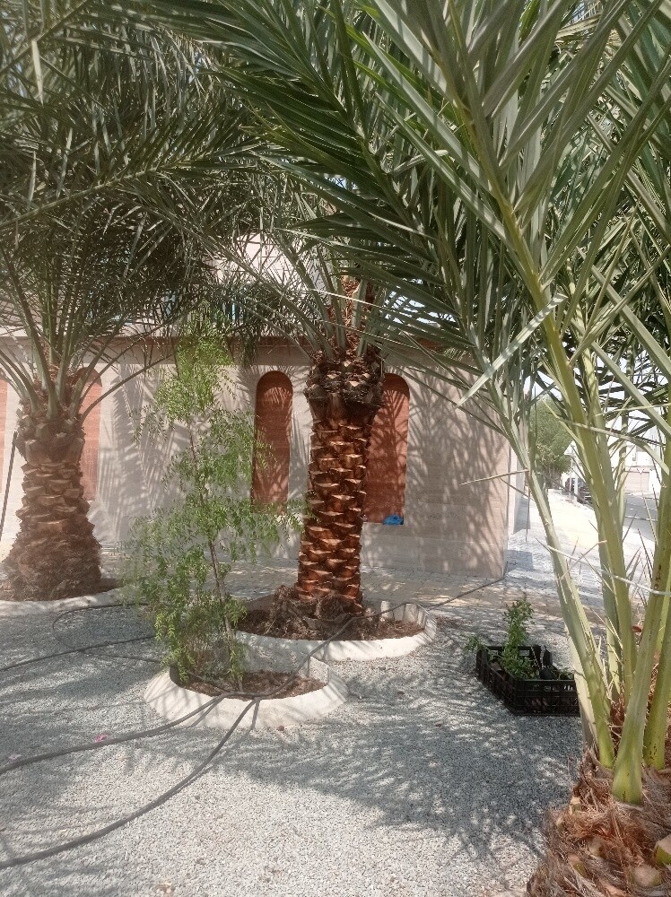 النخيل - 3