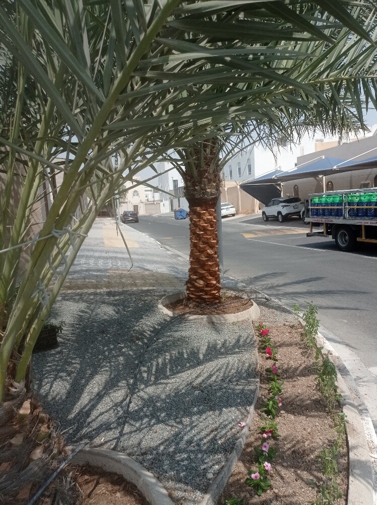النخيل - 4