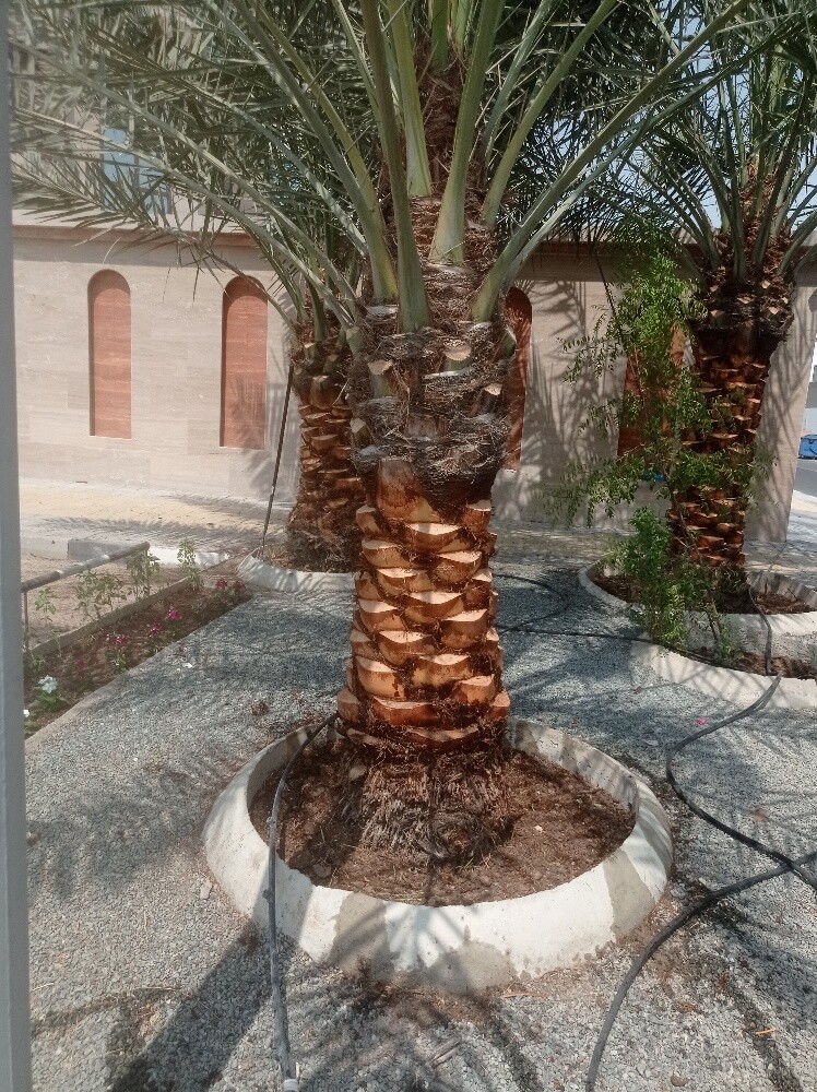 النخيل - 2