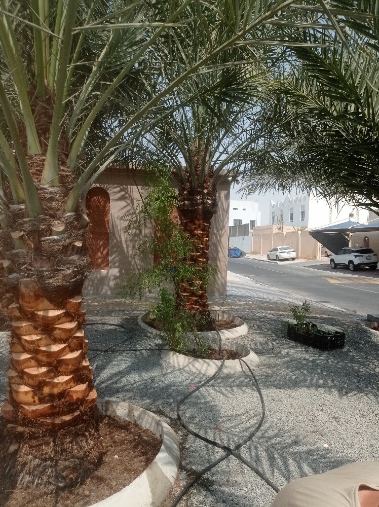 النخيل - 1