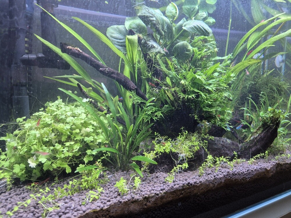 حوض سمك - 3