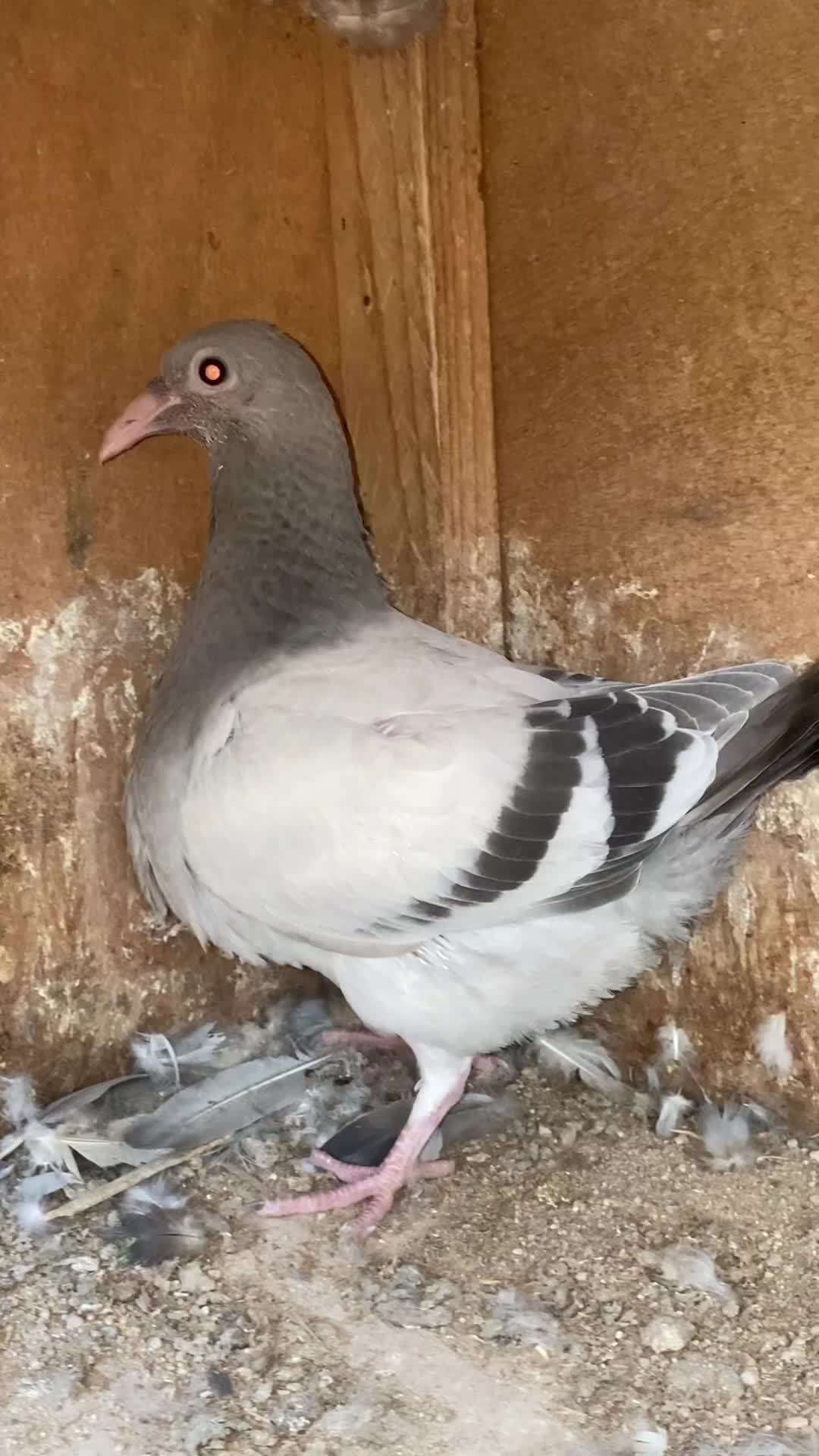  جهازل فرخ حمامة - 2