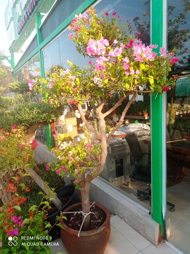الجوهنميه - 2