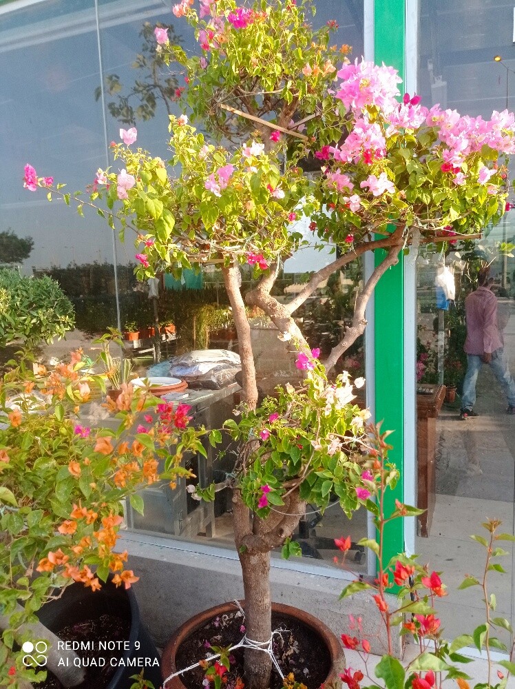 الجوهنميه - 1