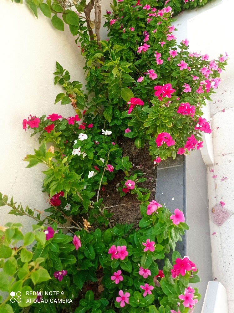 الجوهنميه - 3