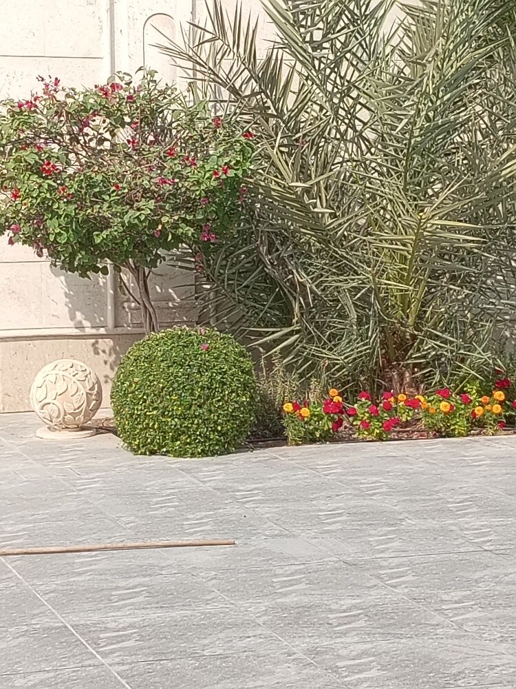 زراعه وديكور - 1