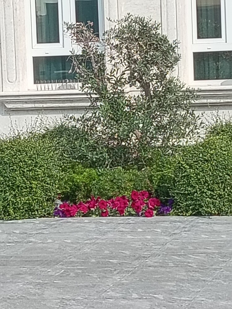زراعه وديكور - 3
