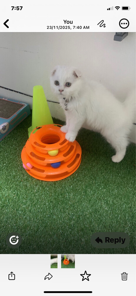 Scottish fold short hair kitten - 3