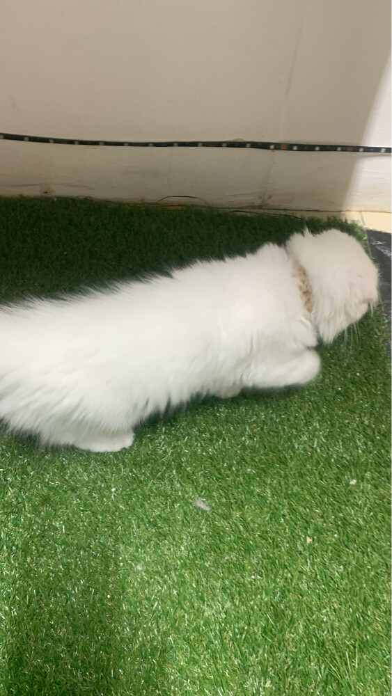 Scottish fold short hair kitten - 2