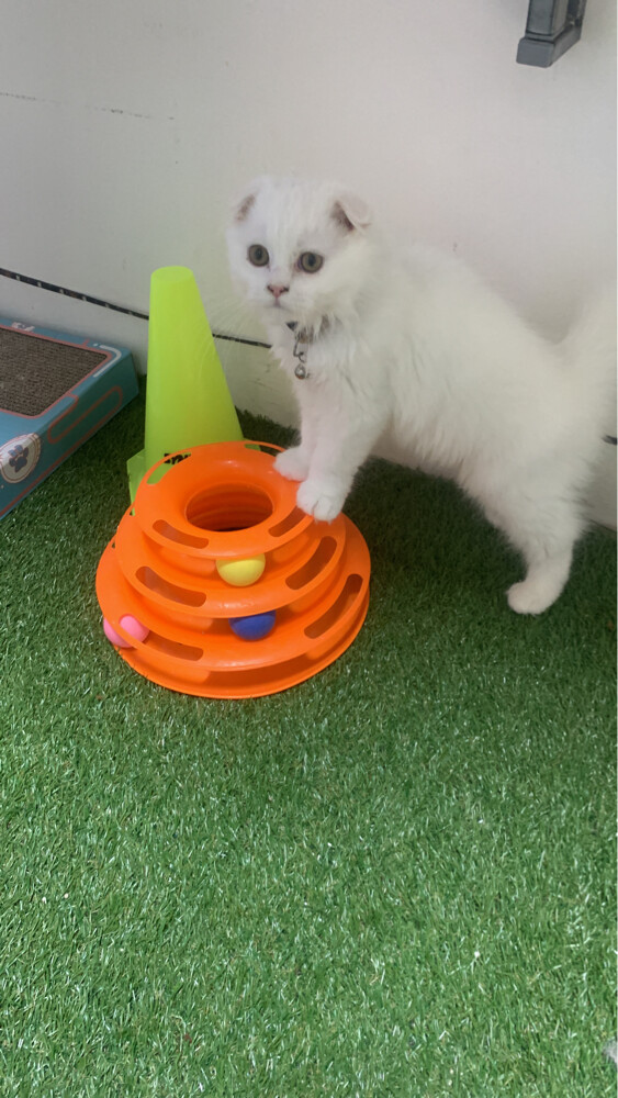 Scottish fold short hair kitten - 1
