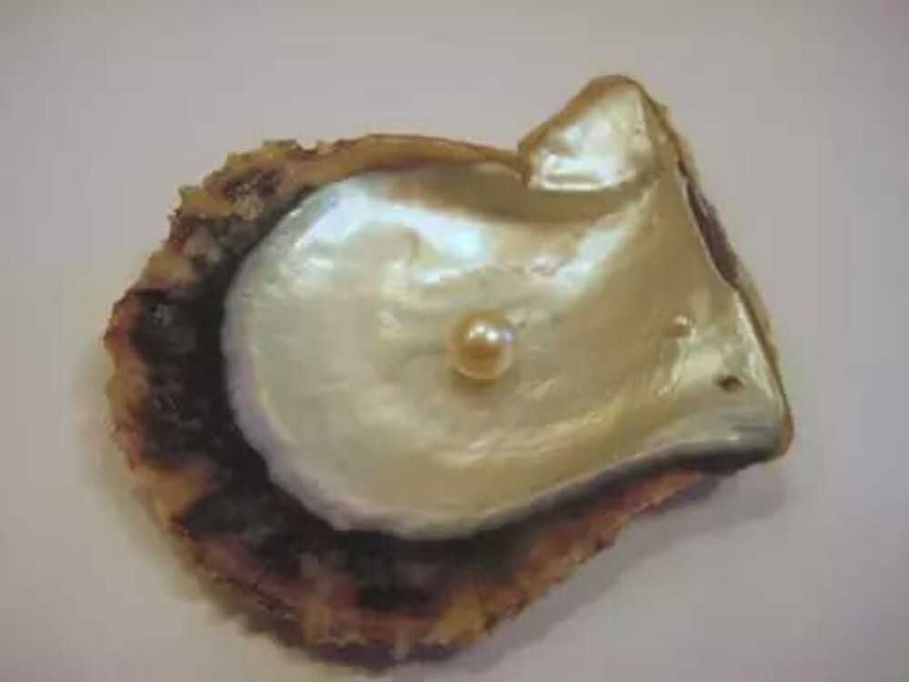 pearl oysters - 1