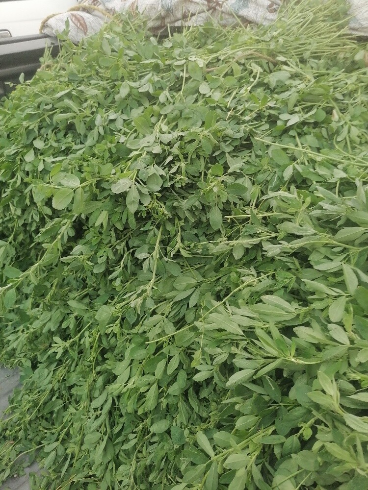 جت أخضر برسيم شمال ماء حلوه - 1