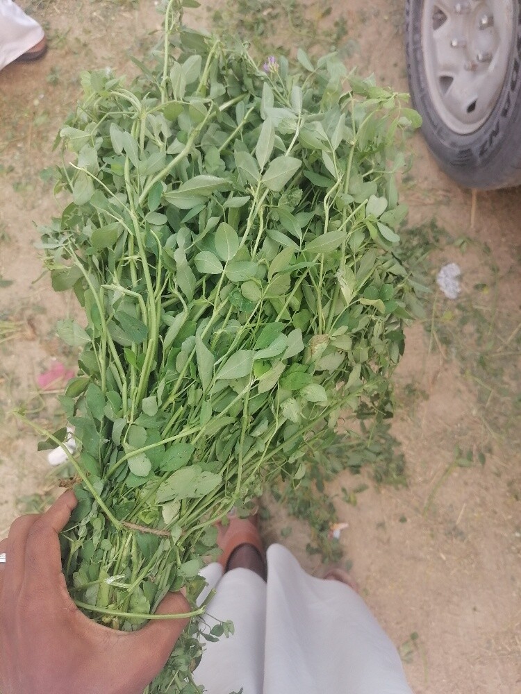 جت أخضر برسيم شمال ماء حلوه - 2