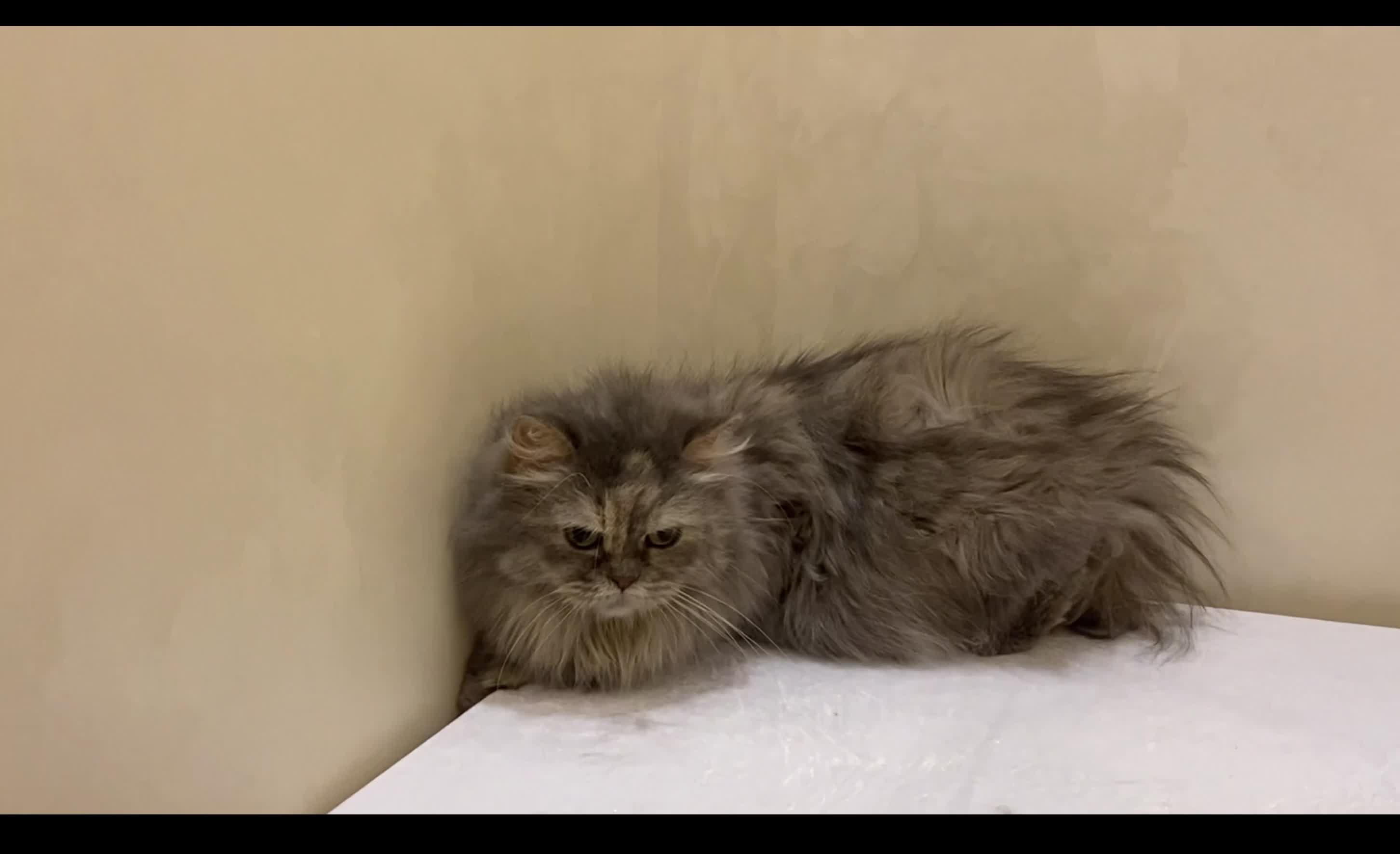 shirazi cat female - 2