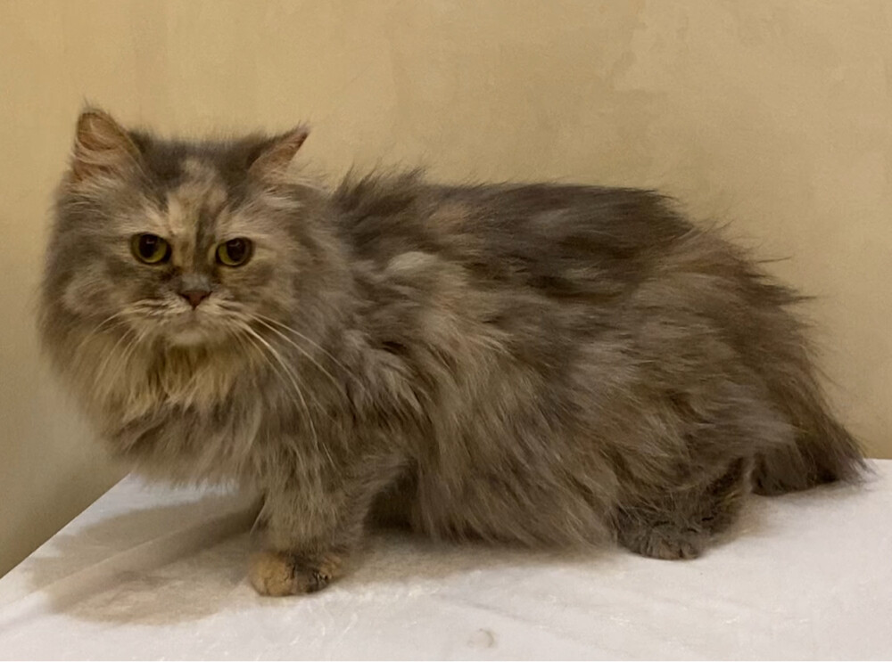 shirazi cat female - 1