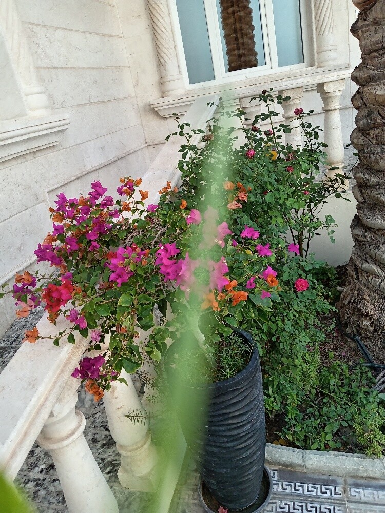 منسق حدايق - 3