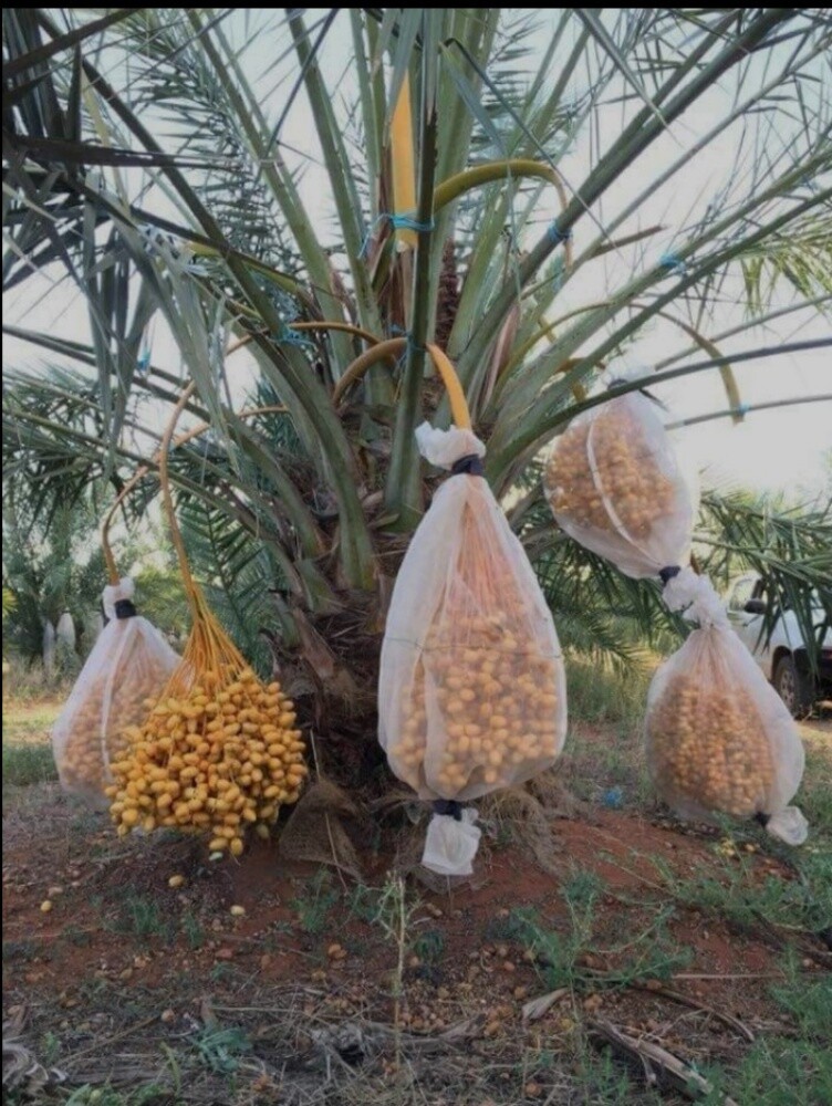 زراعه الفصايل والنخيل - 1