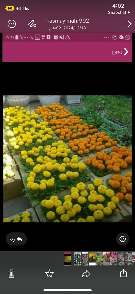 زراعه الورود - 3