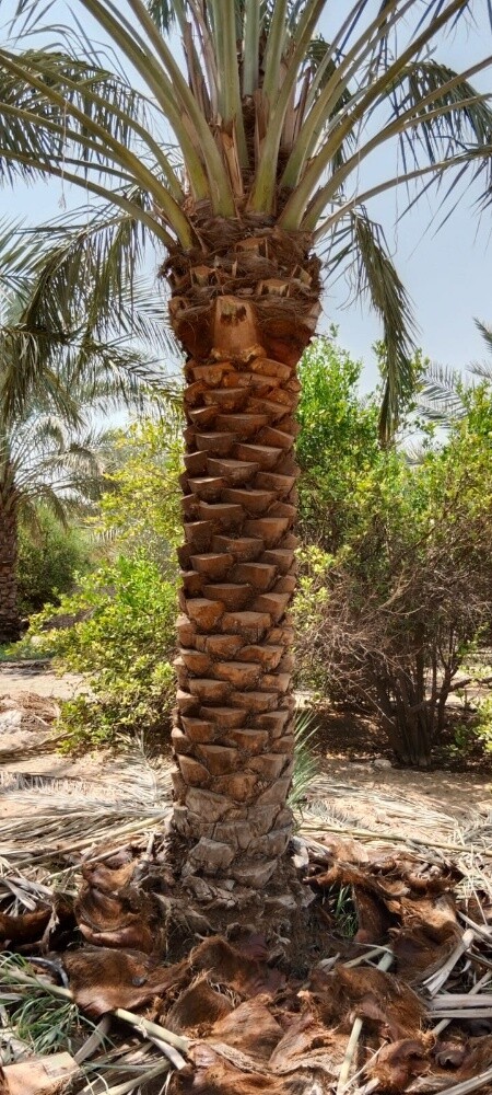 زراعة وديكور - 8